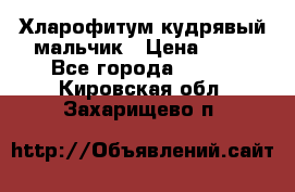 Хларофитум кудрявый мальчик › Цена ­ 30 - Все города  »    . Кировская обл.,Захарищево п.